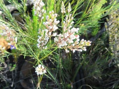 Spatalla racemosa