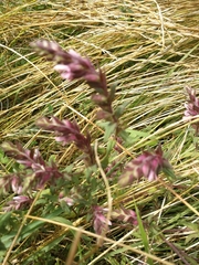 Odontites vernus