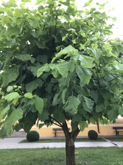 Paulownia tomentosa