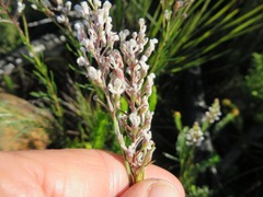 Spatalla racemosa