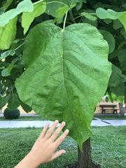 Paulownia tomentosa