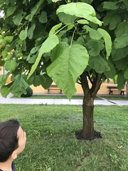 Paulownia tomentosa