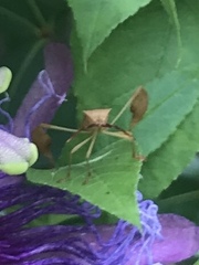 Chondrocera laticornis