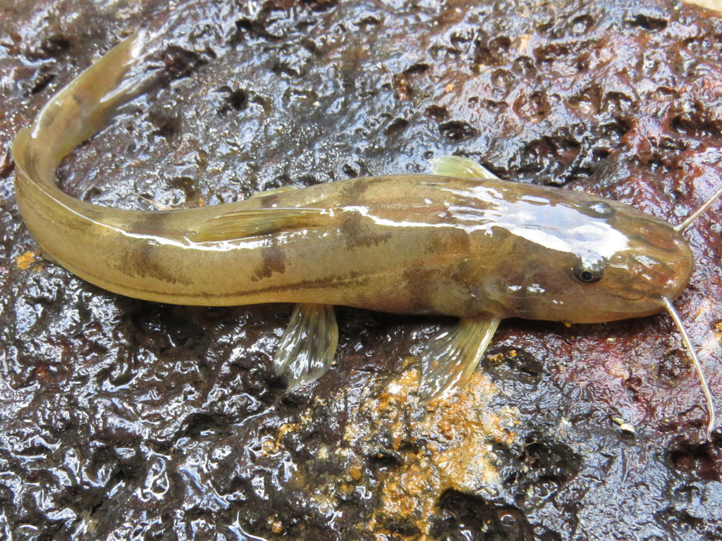 Rhamdioglanis frenatus