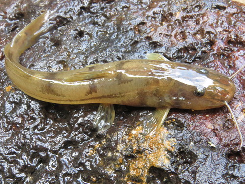 Rhamdioglanis frenatus