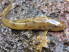 Rhamdioglanis frenatus