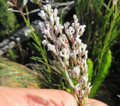 Spatalla racemosa