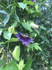 Chondrocera laticornis