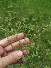 Veronica anagalloides