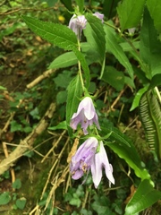 Campanula trachelium
