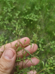 Veronica anagalloides