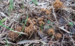 Ramaria australiana