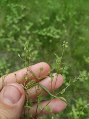 Veronica anagalloides