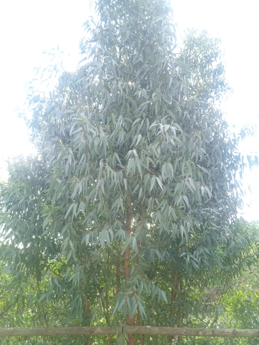 Avistamiento Eucalyptus camaldulensis