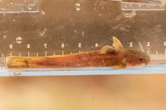Orangefin Madtom photo 5