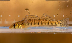 Roanoke Logperch photo 2