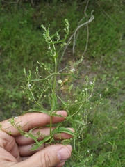 Veronica anagalloides