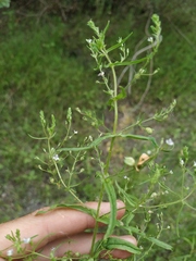 Veronica anagalloides