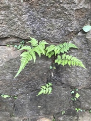 Polypodiopsida