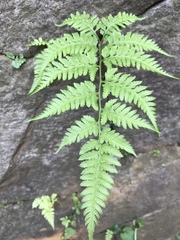 Polypodiopsida