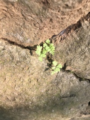 Polypodiopsida