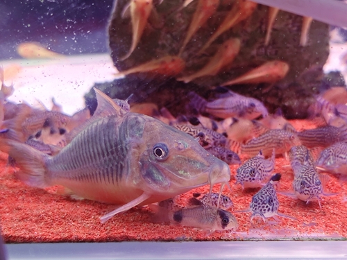 Hognosed brochis (Brochis multiradiatus) — Callichthyidae — 5