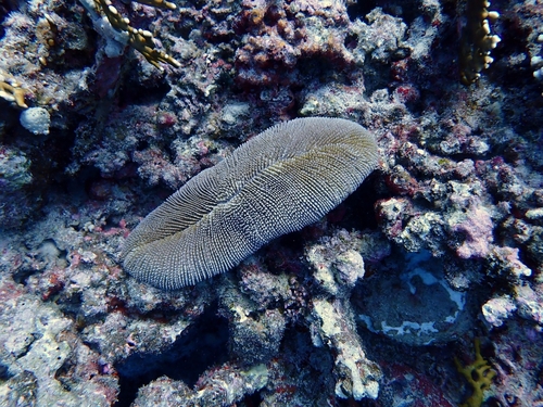 Ctenactis crassa observed 2025-01-30