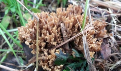 Ramaria australiana