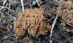 Ramaria australiana