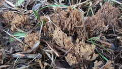 Ramaria australiana