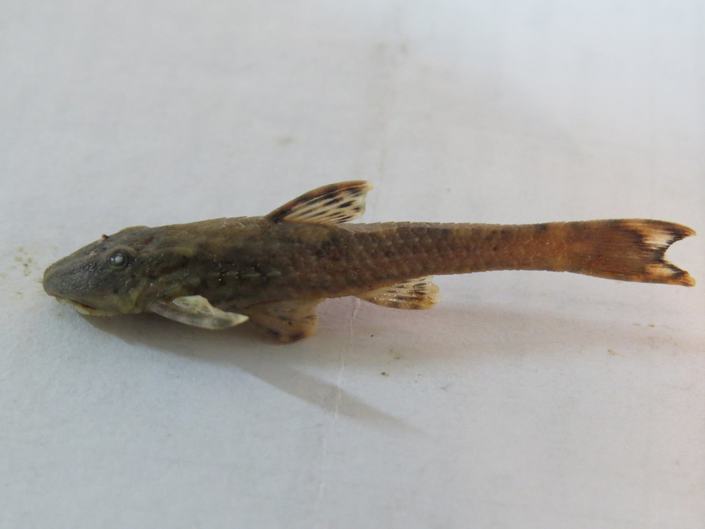 Schizolecis