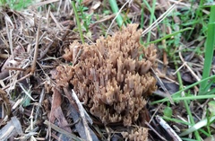Ramaria australiana