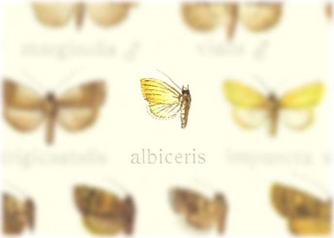 Mimasura albiceris