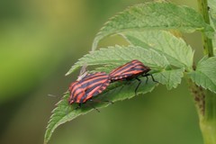Graphosoma italicum italicum