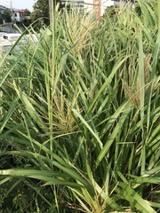 Miscanthus sinensis