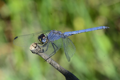 Trithemis dorsalis