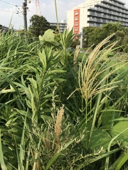 Miscanthus sinensis