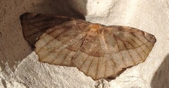 Eutrapela clemataria