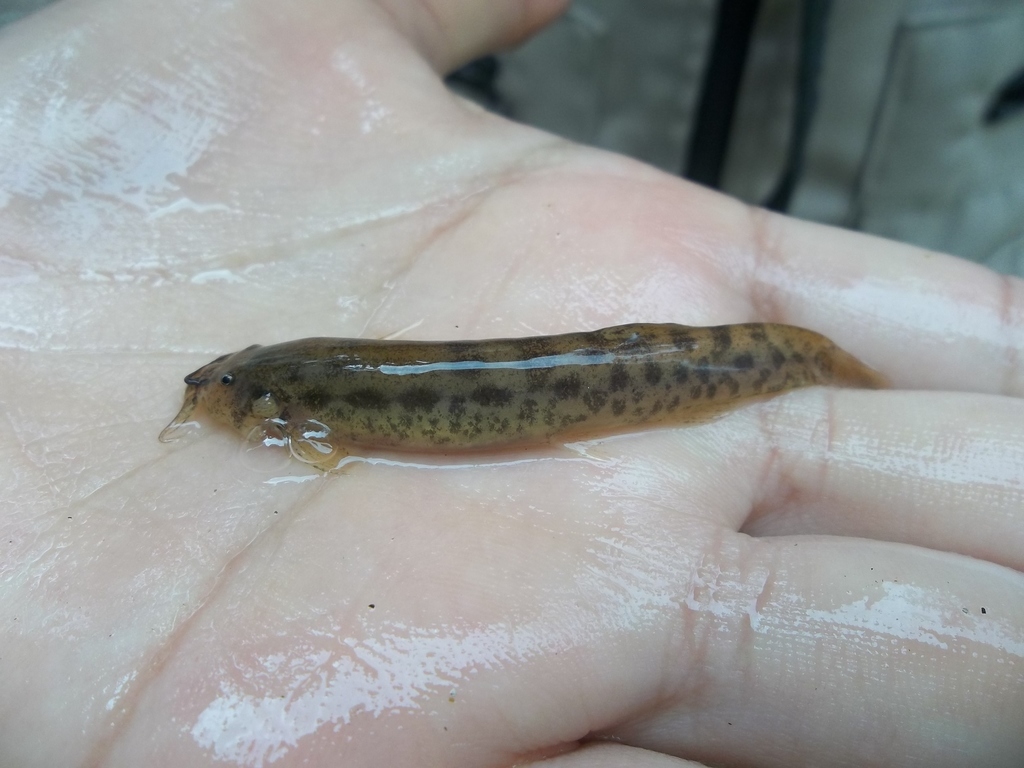 Worm Pencil Catfish