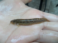 Trichomycterus goeldii