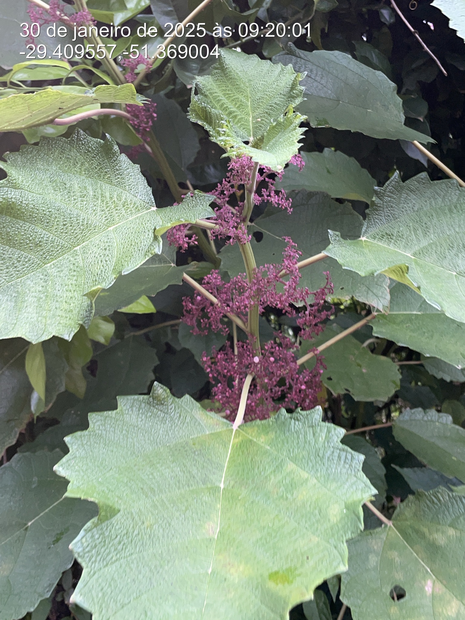 Urera baccifera