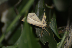 Chiasmia turbulentata