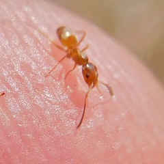 Forelius pruinosus