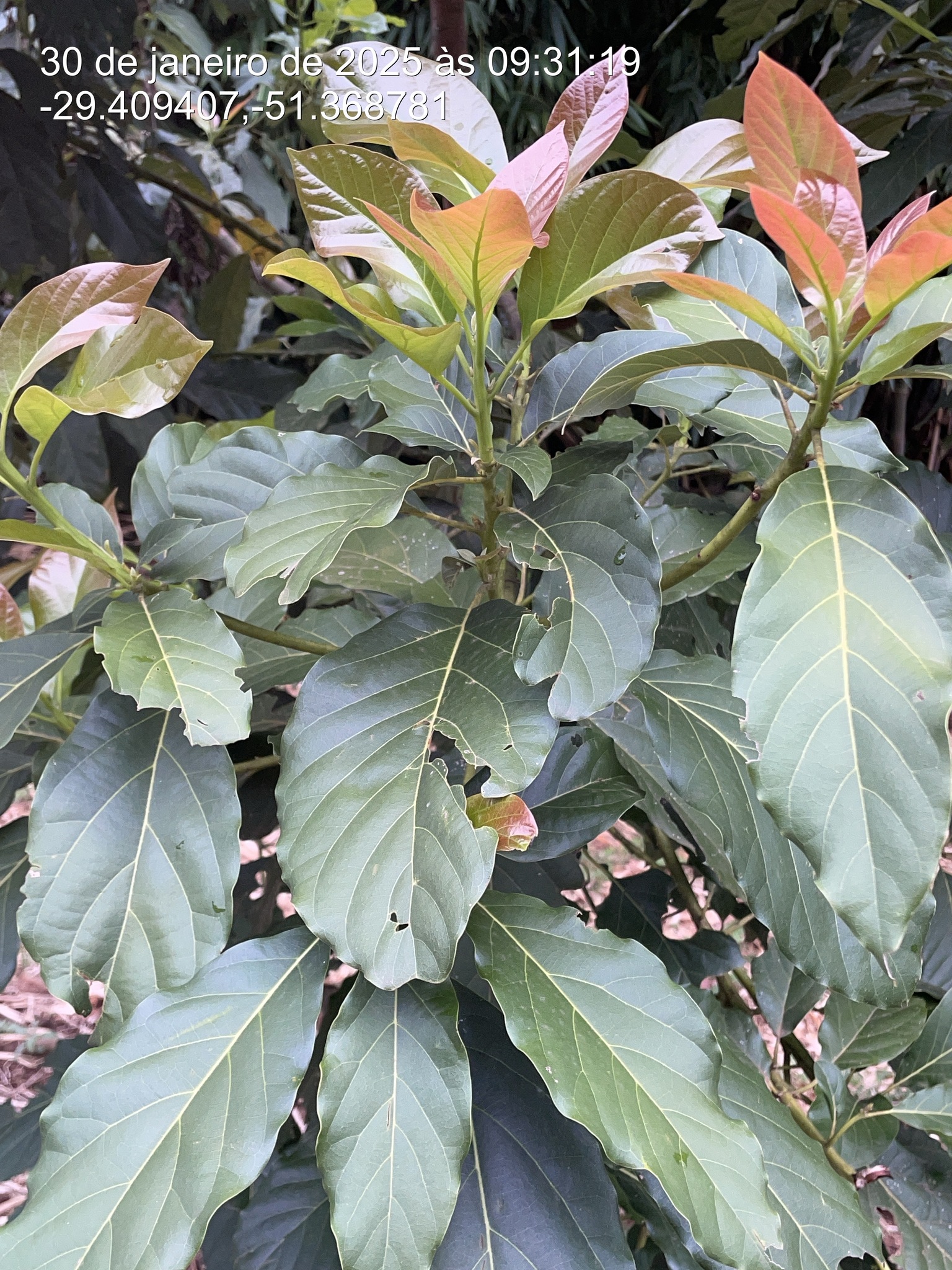 Persea americana