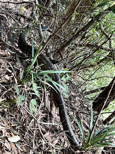 Coastal Carpet Python sighting