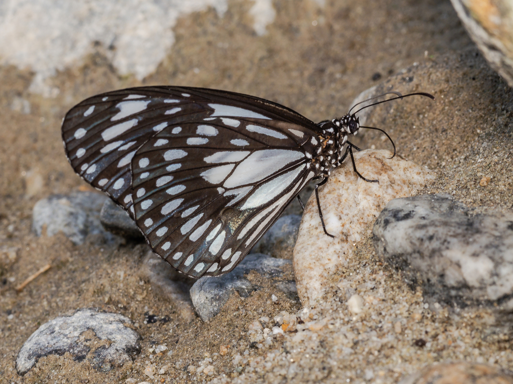 Tirumala choaspes (Tirumala choaspes)