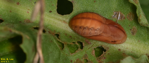 Didysis auksinukas nuotrauka