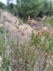 Carex colchica