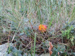 Liparia splendens comantha