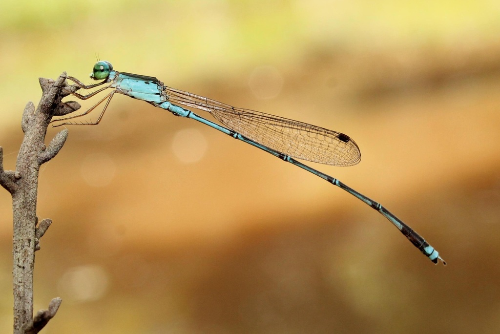 Sri Lanka Metallic-backed Reedling